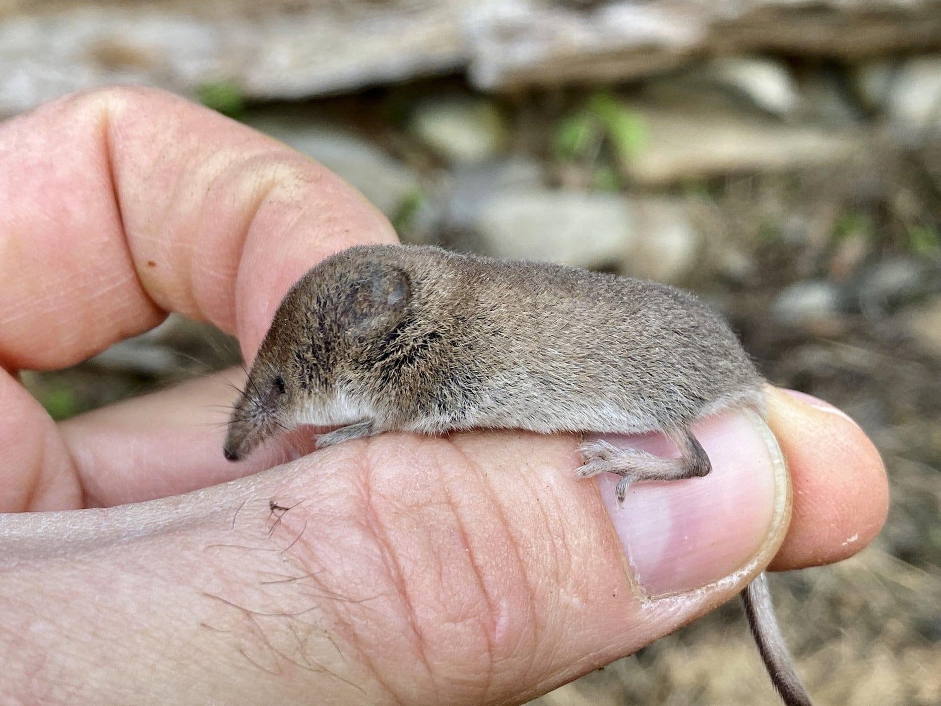 <p>pygmy shrew</p>