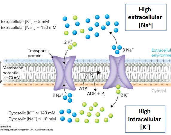 <p>P-type Primary Transporter; Responsible for maintaining an electrochemical gradient across animal cell membranes </p><p>Binding of ATP to the N domain leads to phosphorylation of the P domain and subsequent conformational changes in the A domain</p>
