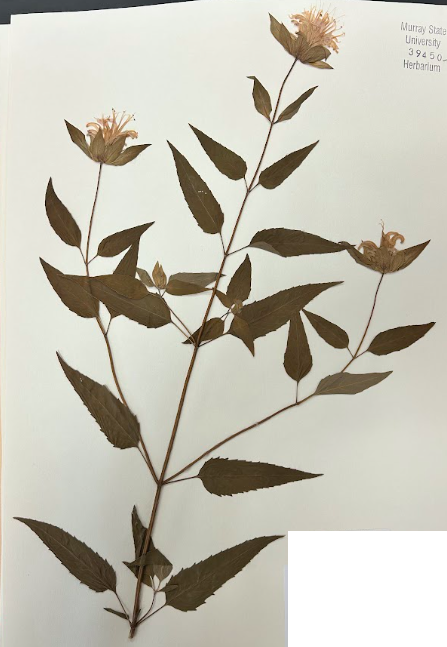 <p>Family + Genus</p>