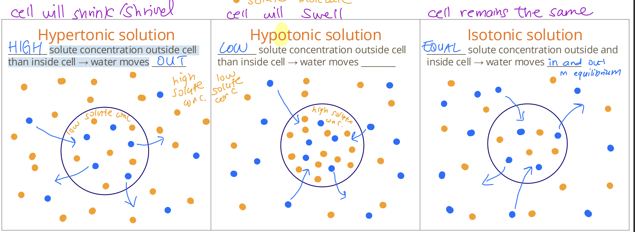 <p>the ability of an <strong>extracellular solution</strong> to make <strong>water move in or out of cell [2]</strong></p><div data-type="horizontalRule"><hr></div><p><u>HYPERTONIC:</u> <strong>High</strong> solute concentration outside cell than inside cell → water moves <strong>out [1]</strong></p><ul><li><p><strong>(</strong>cell will <strong>shrink/shrivel) [1]</strong></p></li></ul><p><u>HYPOTONIC:</u> <strong>Low</strong> solute concentration outside cell than inside cell → water moves <strong>in [1]</strong></p><ul><li><p><strong>(</strong>cell will <strong>swell) [1]</strong></p></li></ul><p><u>ISOTONIC:</u> <strong>Equal</strong> solute concentration outside cell than inside cell → water moves <strong>in and out in equilibrum [1]</strong></p><ul><li><p><strong>(</strong>cell will<strong> remain the same) [1]</strong></p></li></ul><div data-type="horizontalRule"><hr></div><p>Students should express the direction of movement in terms of solute concentration, not water concentration. Students should use the terms “hypertonic”, “hypotonic” and “isotonic” to compare concentration of solutions</p><div data-type="horizontalRule"><hr></div><p>Students should be able to predict the direction of net movement of water if the environment of a cell is hypotonic or hypertonic. They should </p><p>understand that in an isotonic environment there is dynamic equilibrium rather than no movement of water.</p>