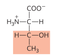 <p>Thr, T, polar and uncharged </p>