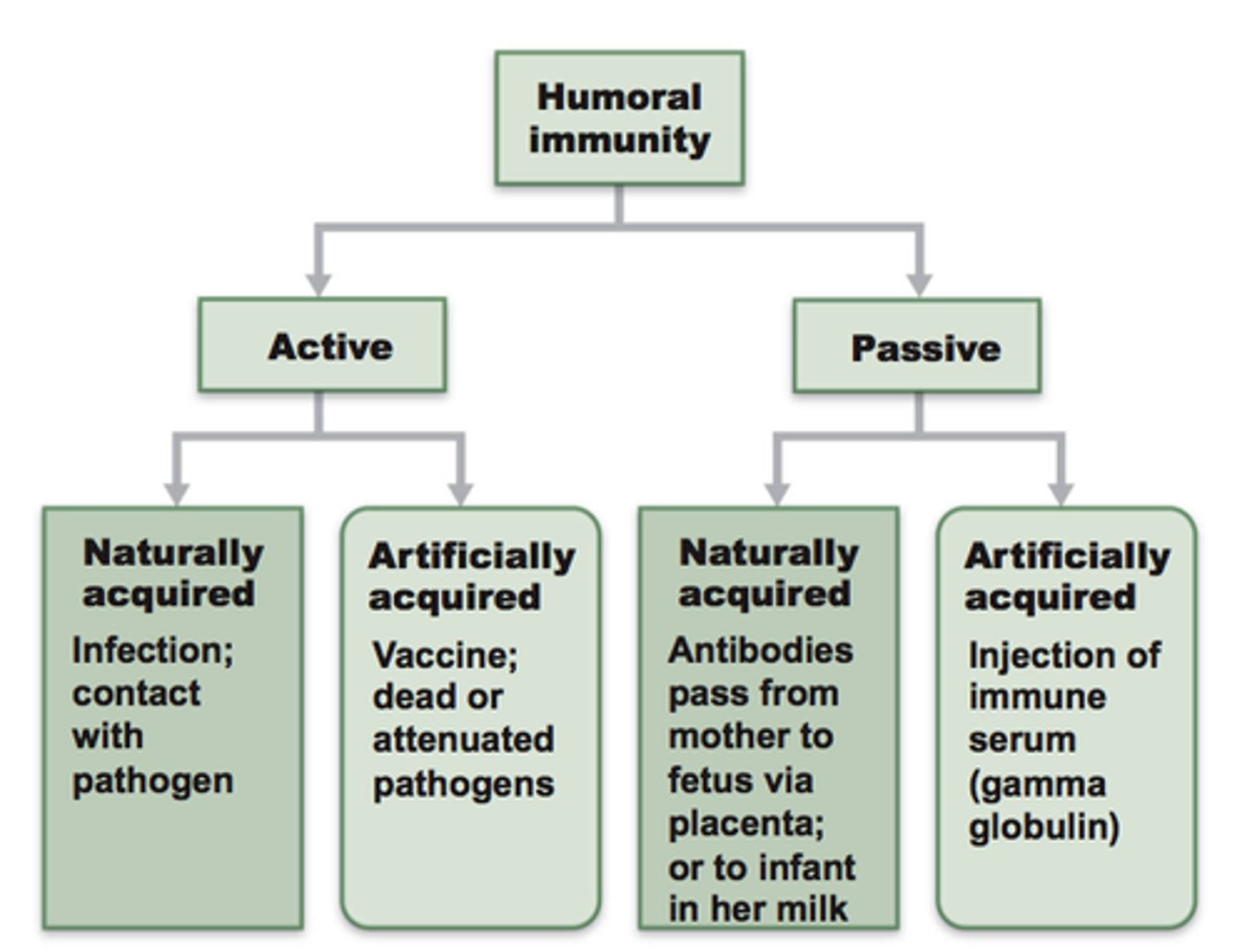 <p>acquired through a medical procedure such as a vaccine (or infusion of serum/plasma)</p>