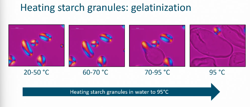 <ul><li><p>Gelatinization </p></li></ul><p></p>