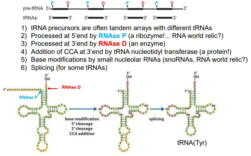 <p>the pre-tRNA molecules normally contain the sequences for multiple tRNAs (tandem arrays)</p><ul><li><p>the sequence is <strong>cleaved </strong>at multiple points</p></li><li><p>at the <strong>5’ end</strong> of each tRNA this is done by<strong> RNAse P</strong>, and at the <strong>3’ end </strong>it is <strong>RNAse D</strong></p></li><li><p>then the enzyme <strong>tRNA nucleotidyl transferase</strong> adds <strong>CCA </strong>to the 3’ end</p></li><li><p><strong>base modifications</strong> occur in some tRNA molecules to deal with the wobble bases, and some get <strong>spliced</strong></p></li><li><p>these molecules are then ‘<strong>charged</strong>’ by an <strong>aminoacyl-tRNA synthetase</strong> (aaRS) to add on the relevant amino acid to the new 3’ adenosine (at the 3’OH) using ATP</p></li></ul><p></p>