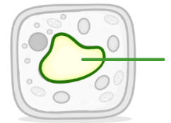 <p>place in cytoplasm filled with cell sap, gives cell structure.</p>