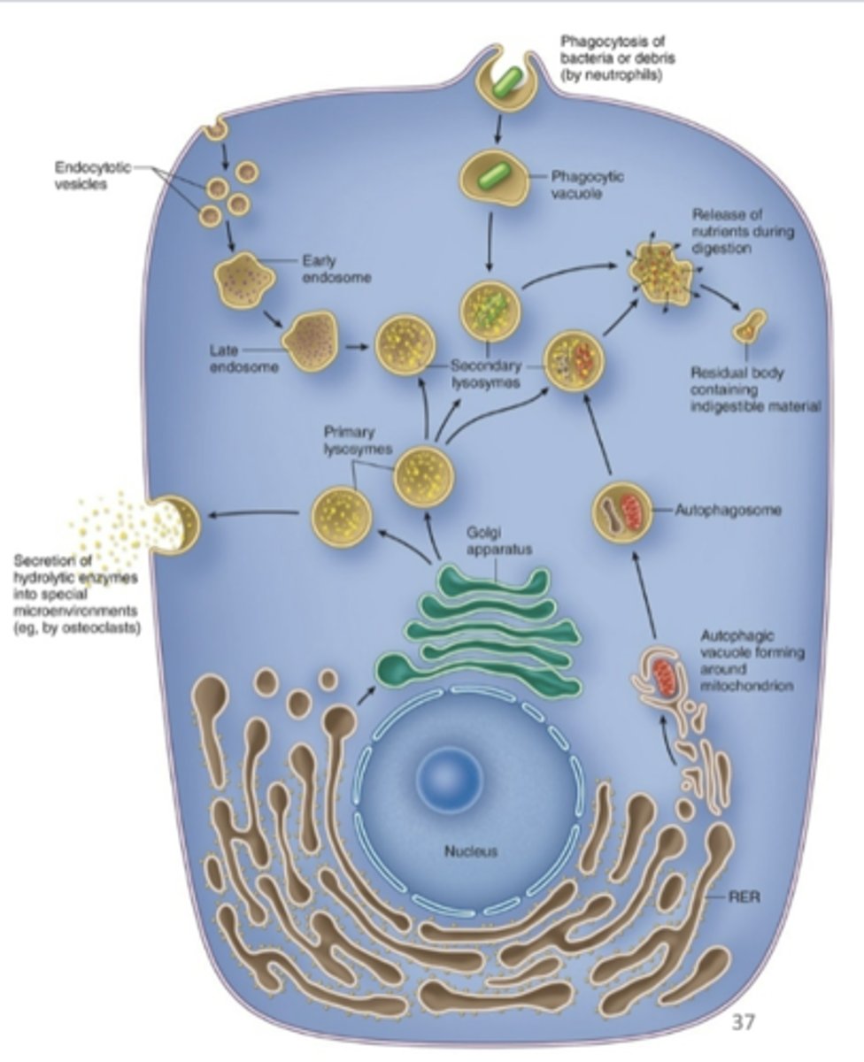 <p>What is the function of the Lysomes? (4)</p>