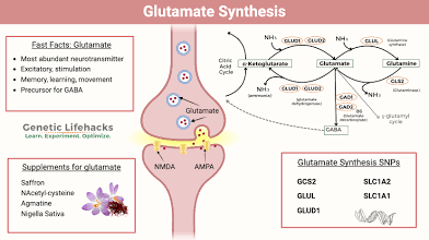 <p>Prepares nuerons for memory (formation/processing)</p>