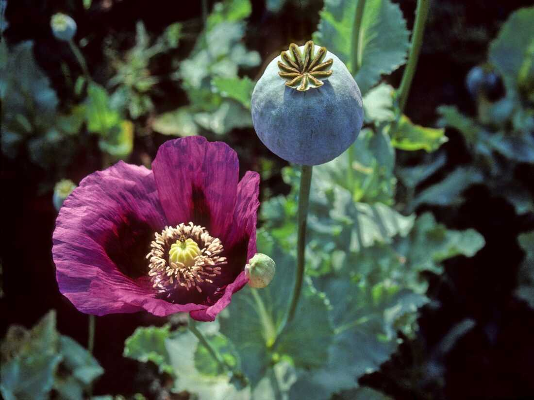 <p>Opium</p>