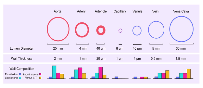 <ol><li><p><span><strong>Arteries:&nbsp;</strong>These vessels are tasked with carrying blood </span><strong>away</strong><span> from your heart to the various organs and tissues of your body. Therefore, we refer to them as <strong>distribution vessels</strong>. These are </span><strong>large diameter</strong><span> blood vessels, and their wall is about 25% as thick as their diameter (<strong>Fig. 1</strong>). They have a lot of </span><strong>elastin</strong><span> in their walls, enabling them to stretch much like an elastic band would. This is important since they are receiving blood during ventricular systole, requiring them to stretch, but can then recoil or "unstretch" during ventricular diastole to keep moving blood through the cardiovascular system. Otherwise, blood flow would be disrupted during diastole when the heart is relaxed. Compared to smooth muscle, elastin is the most abundant structure in the tunica media of arteries.</span></p></li><li><p><span><strong>Arterioles:</strong>&nbsp;These are smaller than arteries, but notice that relative to their diameter, they have </span><strong>thick walls</strong><span>. Their wall is about 50% as thick as their diameter, much more than arteries&nbsp;(<strong>Fig. 1</strong>). These thick-walled vessels are often referred to as our <strong>resistance vessels</strong>&nbsp;due to the vast amount of </span><strong>smooth muscle</strong><span>, rather than elastin, that dominates their tunica media. This smooth muscle can contract and relax to various stimuli so that the lumen diameter can become smaller or larger, respectively. You see a</span><strong> huge drop in blood pressure</strong><span> here (<strong>Fig. 2</strong>). We will discuss why that happens later on, but it is related to their overall resistance to blood flow.&nbsp;</span></p></li><li><p><span><strong>Capillaries:</strong>&nbsp;These are our smallest blood vessels, composed of only a </span><strong>single layer of endothelial cells</strong><span>. As you can see, they have extremely thin walls (1 um = 1/1000 mm) (</span><strong>Fig. 1</strong><span>). &nbsp;Their purpose is to act as</span><strong>&nbsp;</strong><span><strong>exchange vessels</strong>.</span><strong> </strong><span>Oxygen will leave the blood and enter the cells of your tissues and organs, and so will nutrients, and ions. Hormones will leave capillaries to bind to their receptors on target cells, along with other small molecules. Blood will also pick up wastes like carbon dioxide and many others, so our body can eliminate them. Blood pressure is lower in these vessels than in arterioles (<strong>Fig. 2</strong>)</span></p></li><li><p><strong>Venules:</strong><span> Blood leaves capillaries and flows into these vessels next. In order for blood to flow, the pressure in the venules has to be lower than in capillaries. We won't look at these vessels in any more detail.</span></p></li><li><p><span><strong>Veins:&nbsp;</strong>These vessels carry blood </span><strong>back </strong><span>to our heart from your organs and tissues. As you saw at the start of this session, they happen to contain the majority of our blood volume (70%). Therefore, we refer to them as <strong>capacitance vessels</strong>,<strong>&nbsp;</strong>because they have the capacity to hold blood.&nbsp;These are </span><strong>large diameter </strong><span>but</span><strong> thin-walled vessels</strong><span>. Their wall thickness is only about 10% relative to their diameter (<strong>Fig. 1</strong>). This probably makes sense since the blood flowing through them has a very low pressure, unlike arteries (</span><strong>Fig. 2</strong><span>). They don't need such thick walls to be able to withstand the high pressures that arteries do!</span></p></li></ol><p></p>