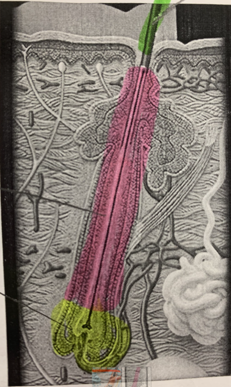 <p>What structure is highlighted in pink?</p>