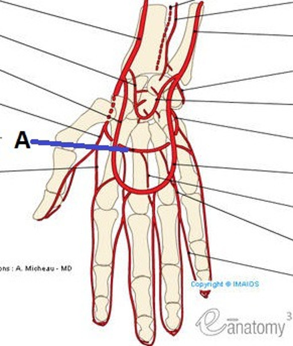 <p>continuation of the radial artery</p>