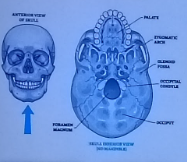 <p>large opening at the base of the skull </p>