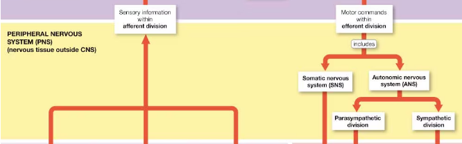 <p>provides sensory information to the CNS and carries motor commands away from the CNS </p>