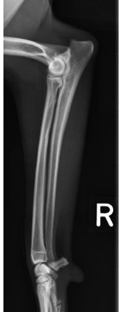 <p>what radiographic view of the radius and ulna is shown?</p>