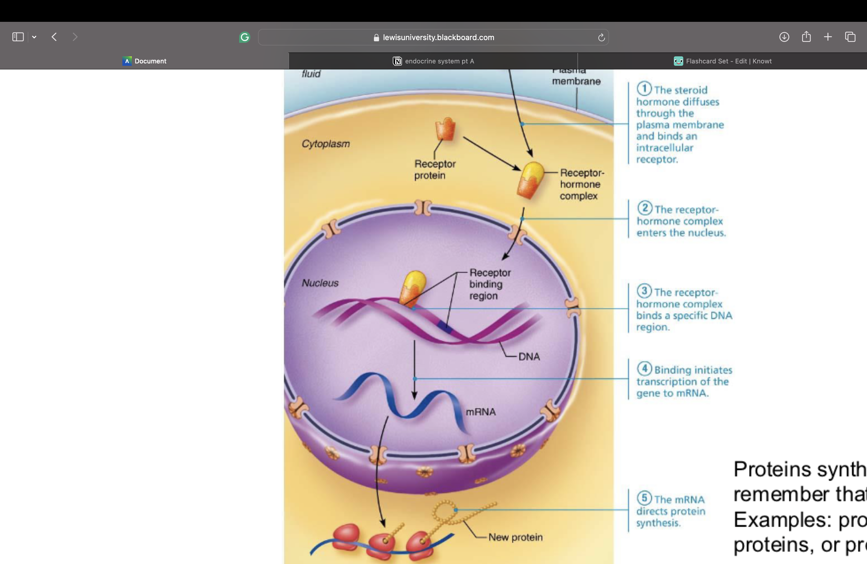 <p><span style="font-size: calc(var(--scale-factor)*15.78px);">– Proteins synthesized have various functions – remember that proteins include</span><br><span style="font-size: calc(var(--scale-factor)*15.78px);">enzymes</span><br><span style="font-size: calc(var(--scale-factor)*15.78px);">– Examples: promote metabolic activities, structural proteins, or proteins to be</span><br><span style="font-size: calc(var(--scale-factor)*15.78px);">exported from cell</span></p><p></p>