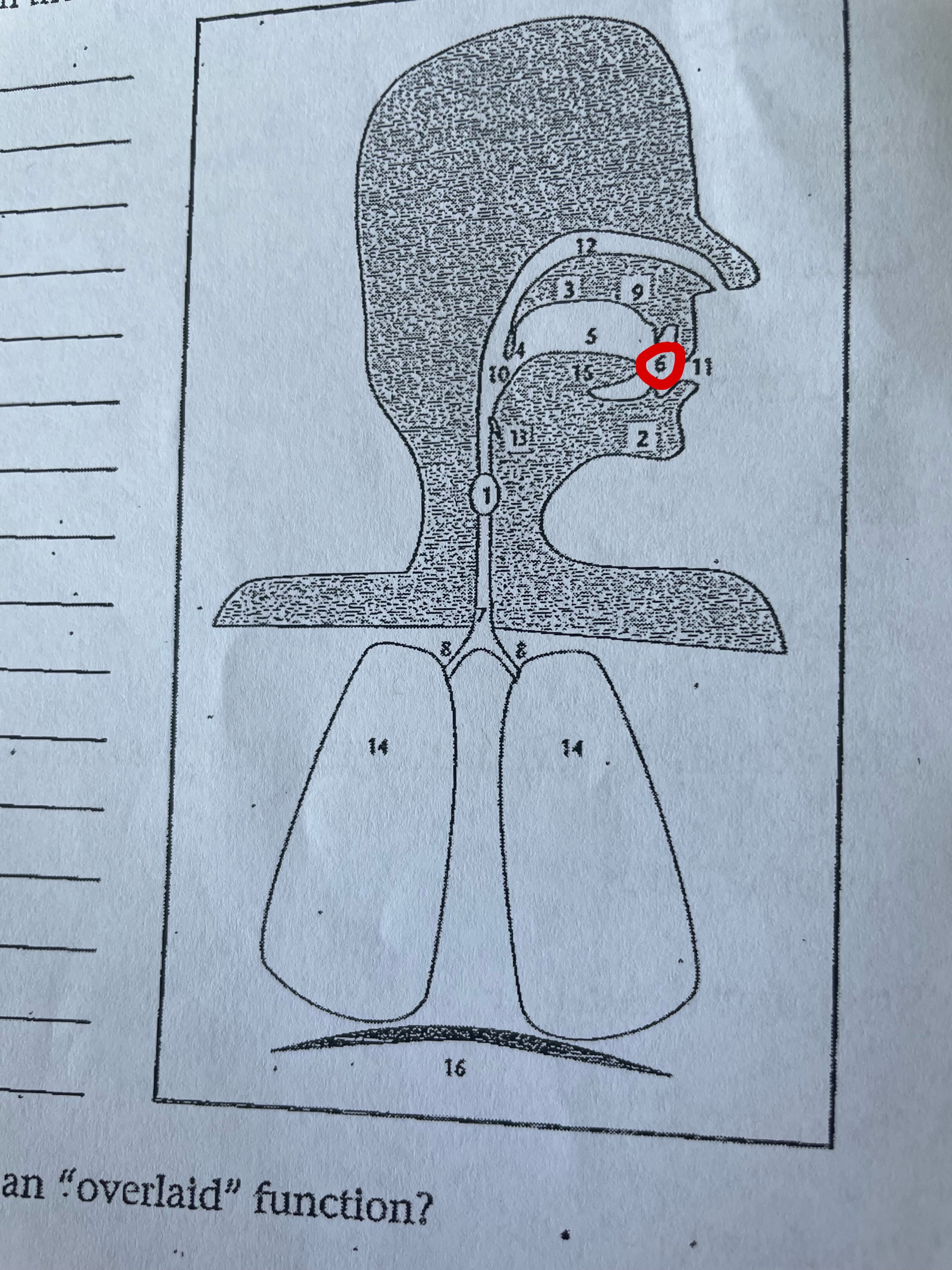 term image