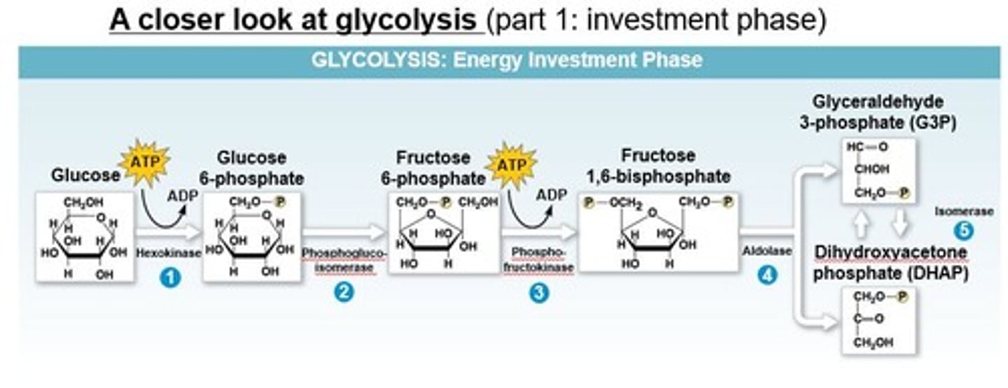 <p>Glycolysis is the process that breaks down glucose into two molecules of pyruvate.</p>