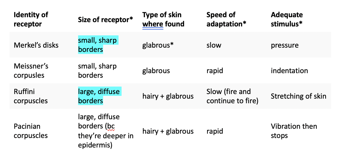 Glabrous - found on naked skin - palms of hands, feet, not hairy arms and legs

\
Function in concert, brain is getting constant read out from all kinds of sensation

\
Habituation - u habituate the clothes on your body