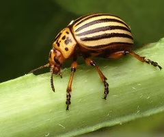 <p><span>A major pest of potato crops; resistant to many insecticides.</span></p><ul><li><p><span>Leaf Beetles (Family Chrysomelidae)</span></p></li><li><p><span>Major Crop pests</span></p></li><li><p><span>feed on several different plants within nightshade family</span></p></li><li><p><span>Quickly develops resistance to insecticides</span></p></li></ul><p></p>