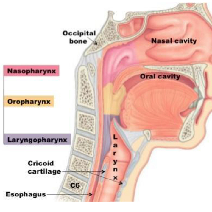 <p>Nasopharynx, oropharynx, and laryngopharynx.</p>