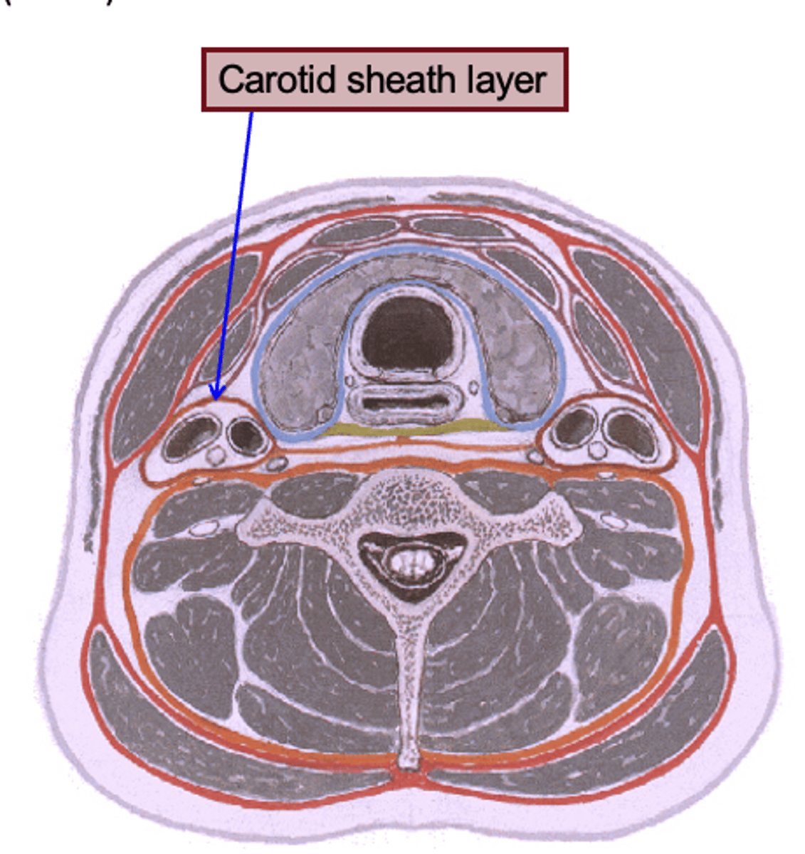 <p>Fascial planes determine the potential direction in which an</p>