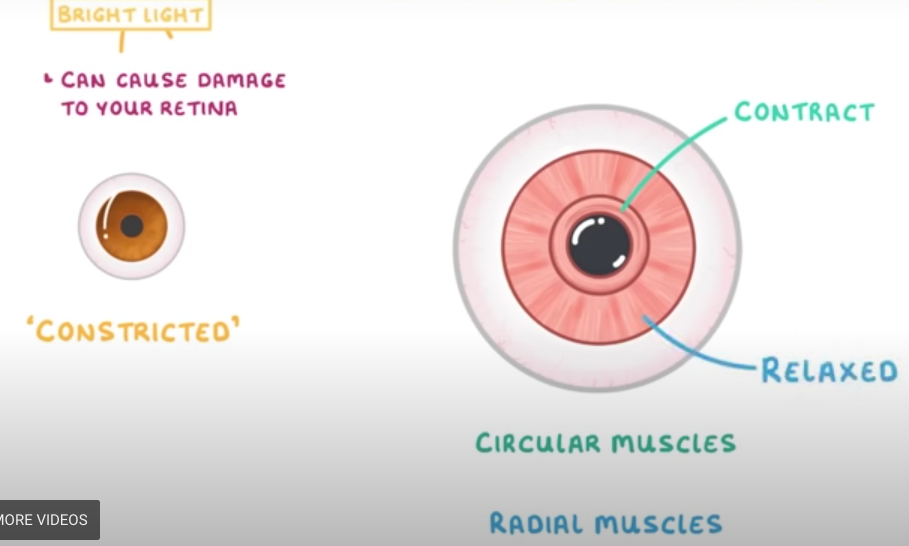 <p>-radial muscles relax</p><p>-circular muscle contract</p>