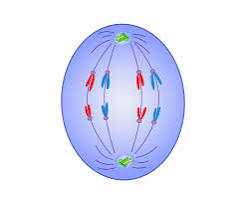 <p>what happens during the Anaphase</p>