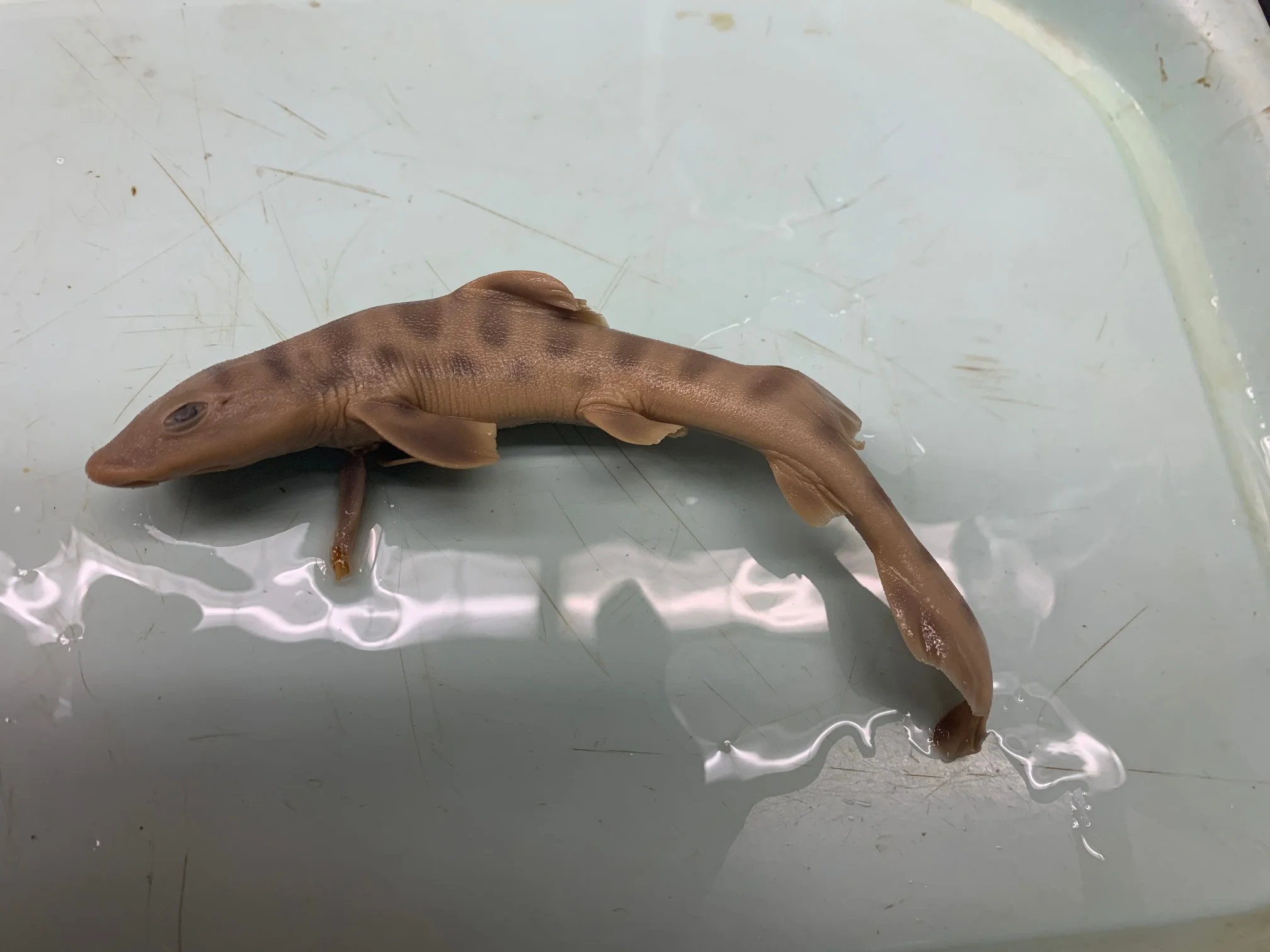 <p>What fish is this?</p>