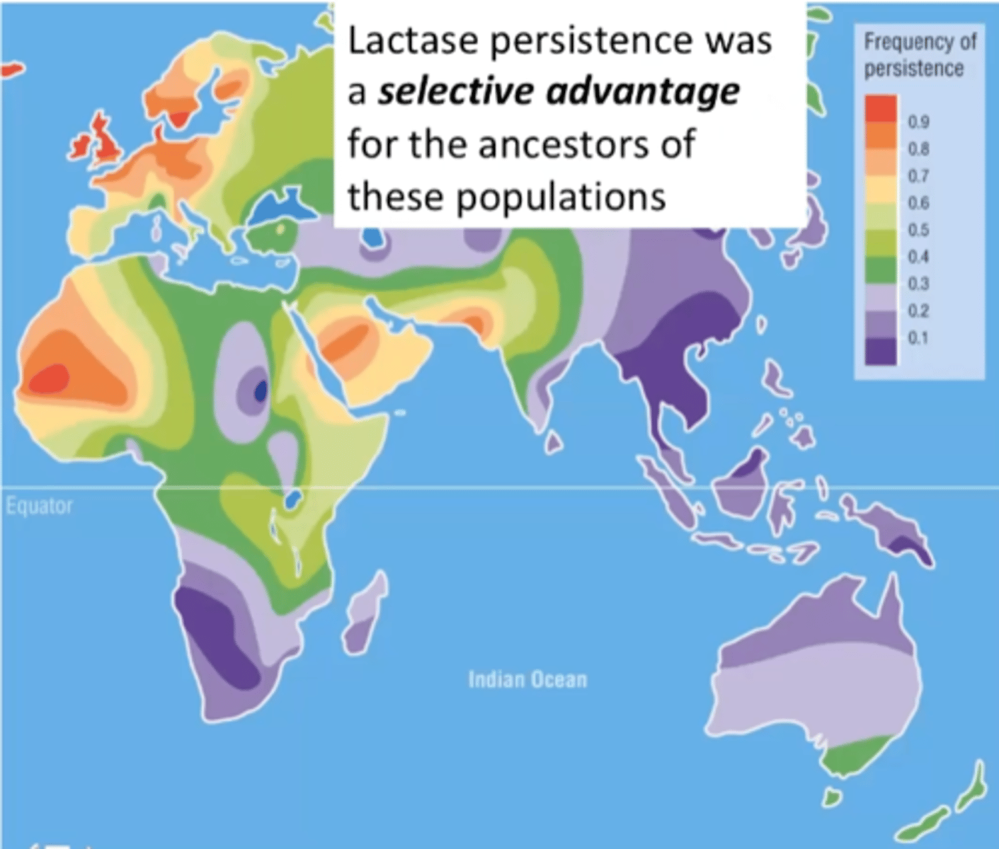 <p>lactase persistence</p>