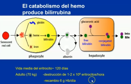 <p>BILIRRUBINA se origina:</p><ol><li><p><u>En macrofagos</u></p></li></ol><p>Glóbulos rojos envejecidos, reconocidos por los macrófagos.</p><ul><li><p>Globina que se reutilizan para la formación de AA </p></li><li><p>Grupo Hemo (porfirina) da lugar a la bilirrubina</p></li><li><p>Hierro (Fe) se almacena y reutiliza (liberación del Fe lleva a una decarboxilación, medible mediante el monóxido de carbono expirado)</p></li></ul><p></p><ol start="2"><li><p><u>En el plasma</u></p></li></ol><p><strong>Bilirrubina no conjugada o indirecta</strong><span style="color: #ff3b3b"><strong> </strong></span>(hidrofóbica, apolar) atraviesa la membrana plasmática y circula en el plasma unido a la albumina.</p><p></p><ol start="3"><li><p><u>En los hepatocitos</u></p></li></ol><p>Captan la bilirrubina y la transforman en una molécula hidrofílica que puede ser secretada en la bilis.</p><ul><li><p>Le unen una molécula hidrofílica provenientes de la glucosa= ác. glucurónico</p></li><li><p>Se forma la <strong>Bilirrubina conjugada o directa o diglucuronio de bilirrubina</strong></p></li></ul><p></p><p><span style="color: #ffa128"><strong>Hemoglobina → Grupo Hemo abre anillo libera Fe y CO </strong></span><span style="color: rgb(255, 161, 40)"><strong>(x hemoxigenasa)</strong></span><span style="color: #ffa128"><strong>→ </strong></span><span style="color: green"><strong>Beliverdina </strong></span><span style="color: #ffa128"><strong>→ Bilirrubina </strong></span></p><p><span style="color: #ff3b3b"><strong>Bilirrubina+Albumina</strong></span><strong>→ </strong><span style="color: #fffd2e"><strong>Bilirrubina + 2 ác glucuronico → Diglucuronio de bilirrubina o bilirrubina conjugada o directa</strong></span></p><p></p>