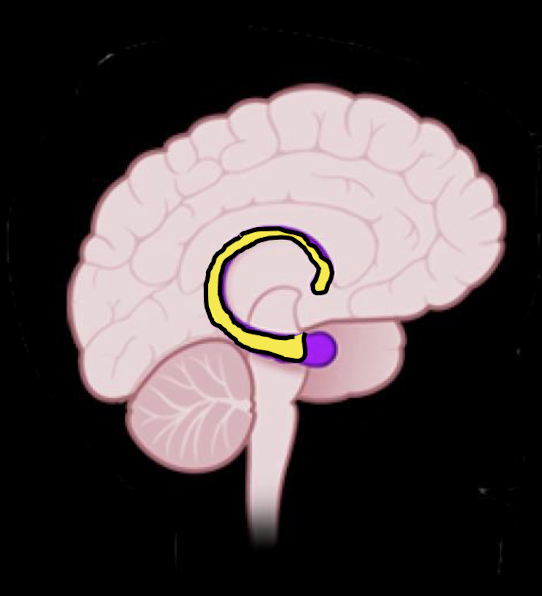 <ul><li><p><strong>(2-7 yrs)</strong></p></li><li><p>Influences new memory formation and consolidation</p></li><li><p>Short Term Memeoru</p></li><li><p>Behavior; space and time of events</p></li></ul><p></p>