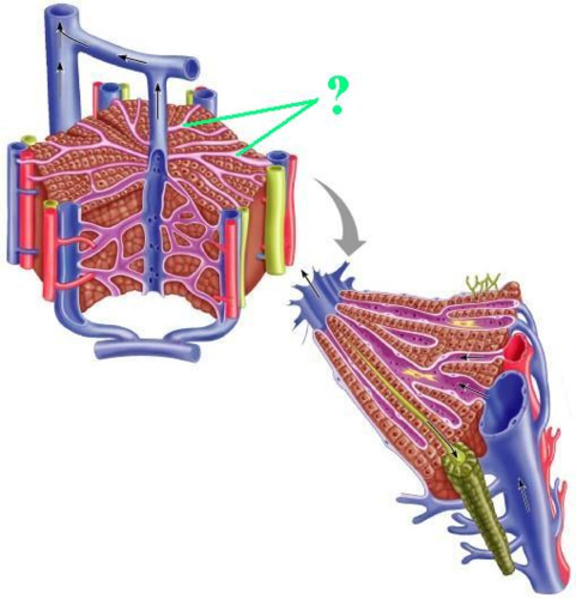 <p>Identify the indicated structure of a liver lobule.</p>