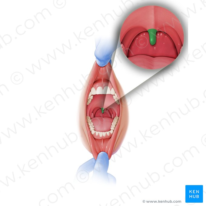 <p>A fleshy extension that hangs from the posterior border of the soft palate.</p>