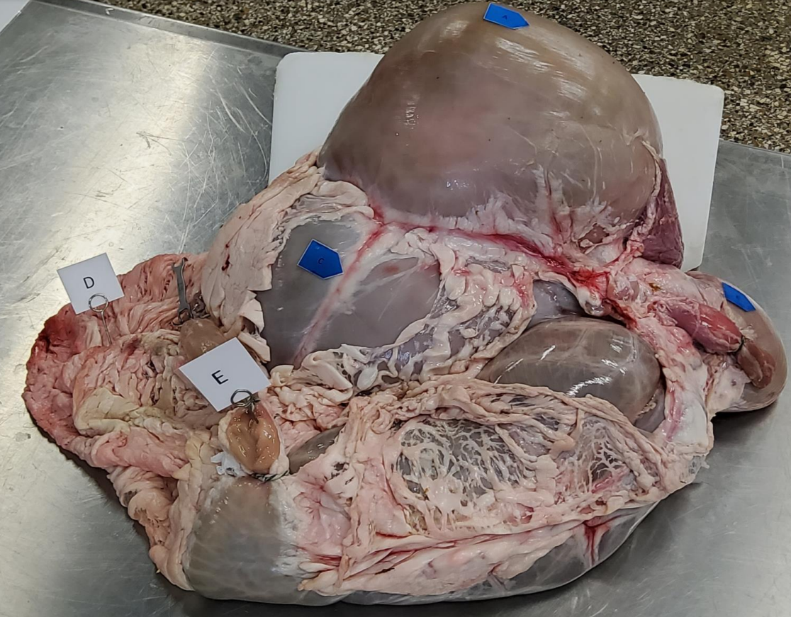 Rumen’s saccus dorsalis 