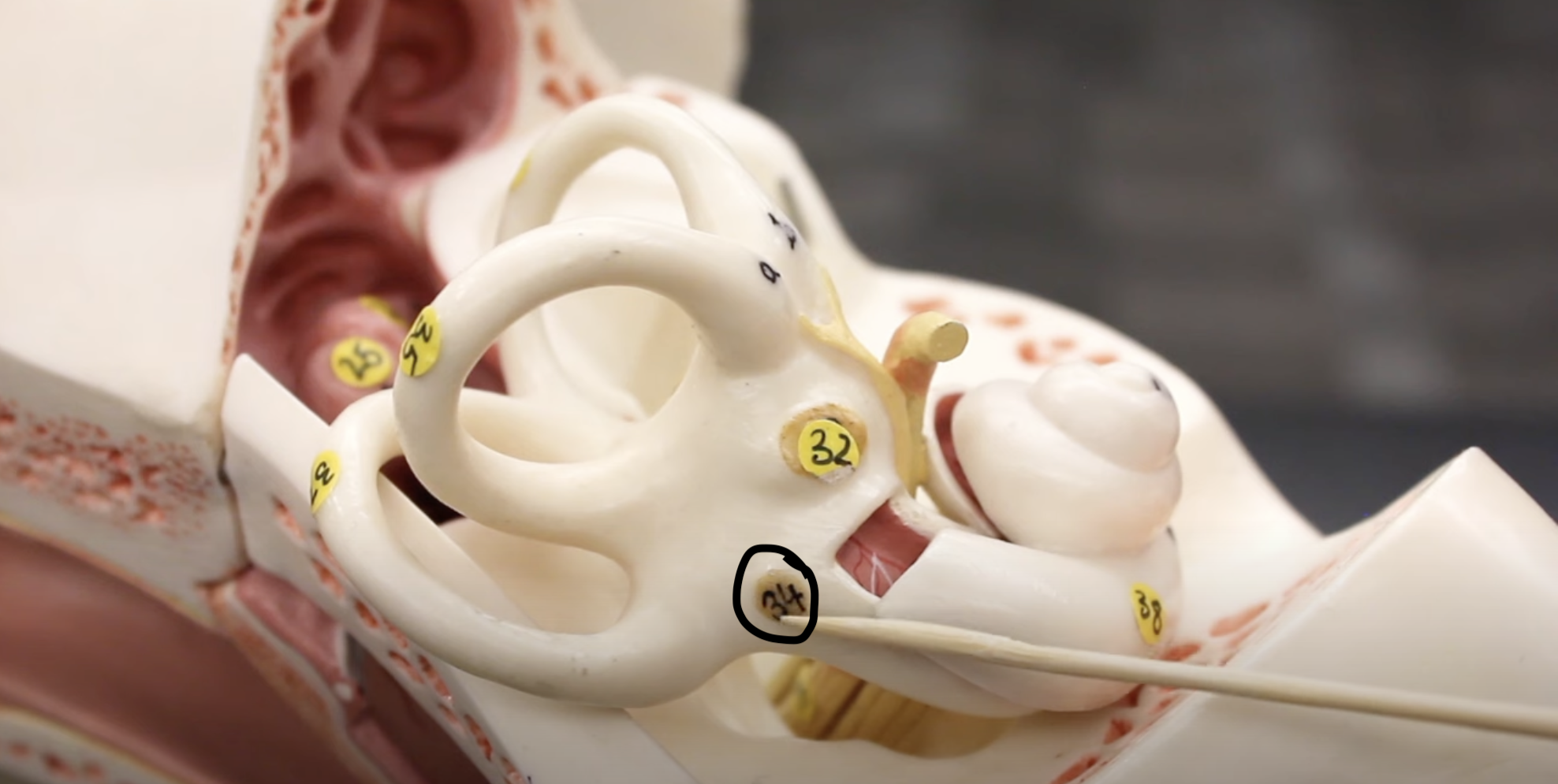 <p>what is this part of the ear?</p>