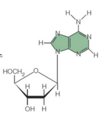 <p>The _____ conformation, where the base is rotated around the N-glycosidic bond <strong>away </strong>from the sugar's 5' carbon, is generally favored due to steric hindrance.</p>