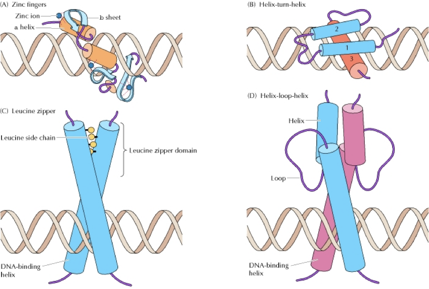 <p>Which type(s) of molecule(s) are transcription factors?</p>