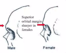 <p>male- more pronounced; female- less pronounced</p>