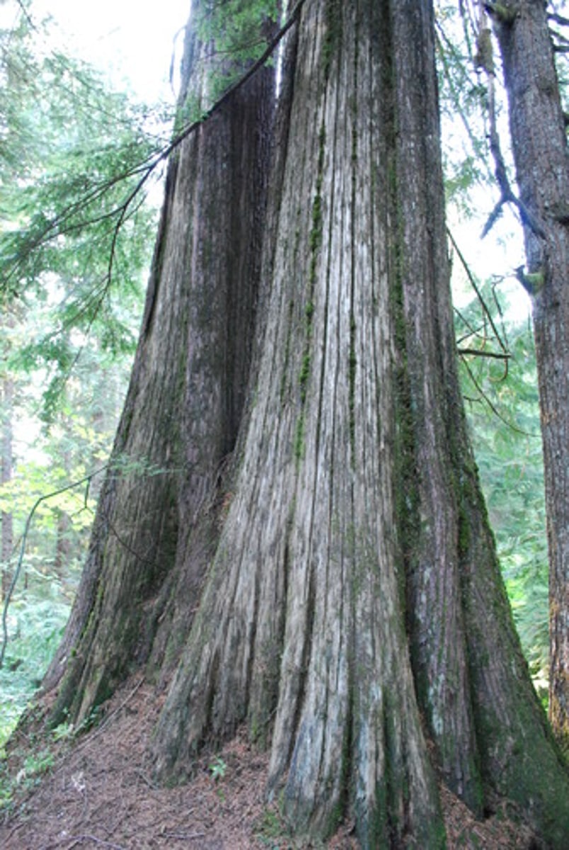 <p>bark, brown, rough, inflexible, perennials</p>