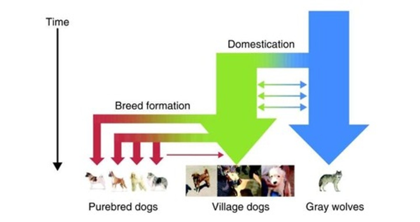 <p>The self-domestication theory.</p>