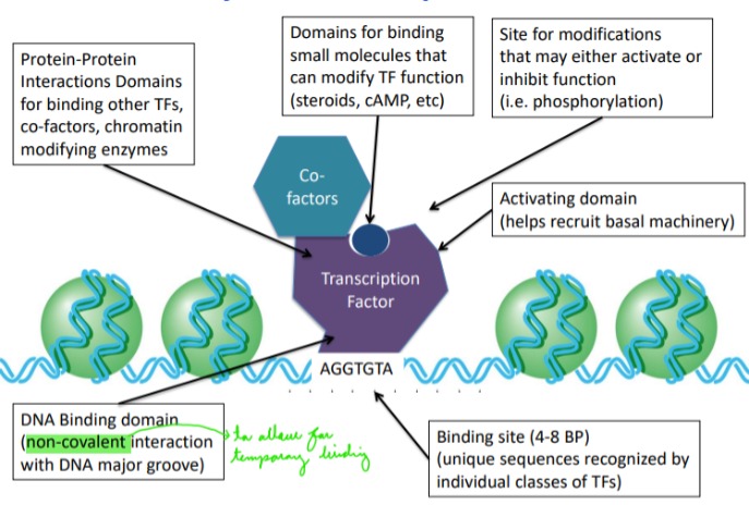 <p>Binding site: unique sequences recognized by individual classes of TFs</p><p>DNA Binding domain: non-covalent interaction with DNA major groove</p><p>Activating domain: helps recruits basal machinery</p><p>Protein-Protein Interaction Domains: for binding other TFs, co-factors, chromatin modifying enzymes</p><p></p><p>Domains for binding small molecules that can modify TF function (steroids, cAMP, etc)</p><p>Site for modifications that may either activate or inhibit function (i.e. phosphorylation</p>