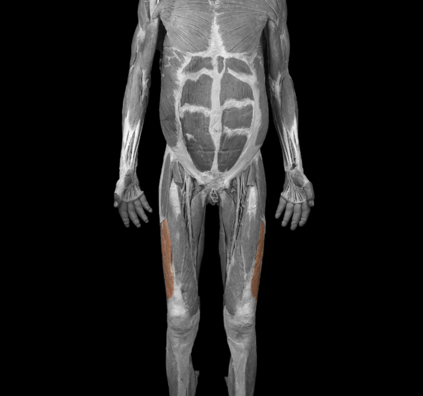<p>origin: greater trochanter, linea aspera </p><p></p><p> insertion: patella  via quadriceps tendon (patellar ligament to tibial tuberosity) </p><p>action: extend leg at knee </p><p></p><p>innervation: femoral nerve </p>