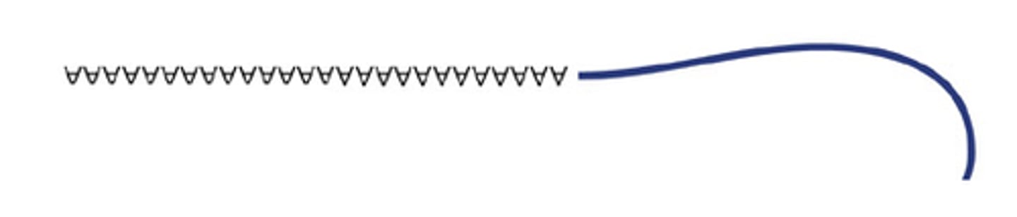 <p>Domain on NPF proteins in the WAVE family that</p><p>interact with profilin-bound ATP-actin</p>