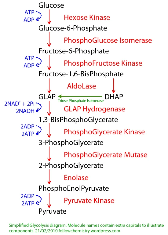 <p>Glycolysis; catalyzes the conversion of 1,3-biphospoglycerate into 3-phosphoglycerate with ATP formation</p>