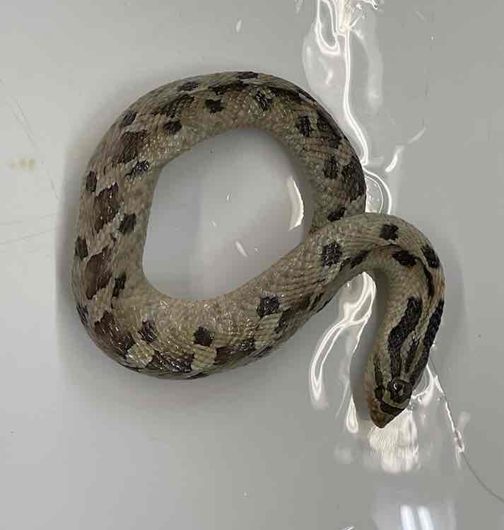 <p>Eastern Hognose Snake</p>