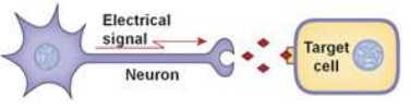 <p>In neural communication, ——— signal travels down a neuron, and when it reaches the end, the signal is translated to a ——- signal (neurotransmitter) to communicate with the next cell.</p>