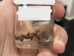 <p>What is the genus species of this fly? They have bayonet–like proboscises. They cluster on the back of cattle or around the horns</p>