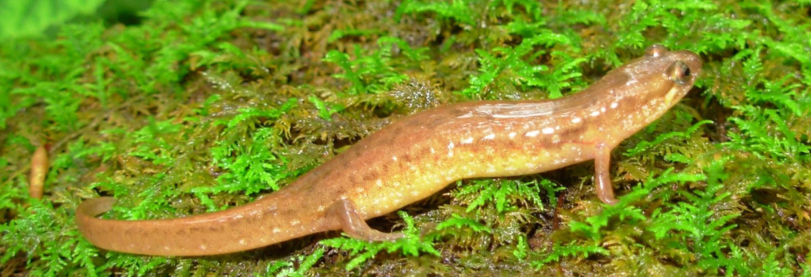<p>desmognathus fuscus</p>