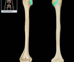 <p>Separates head from greater and lesser tubercles</p>