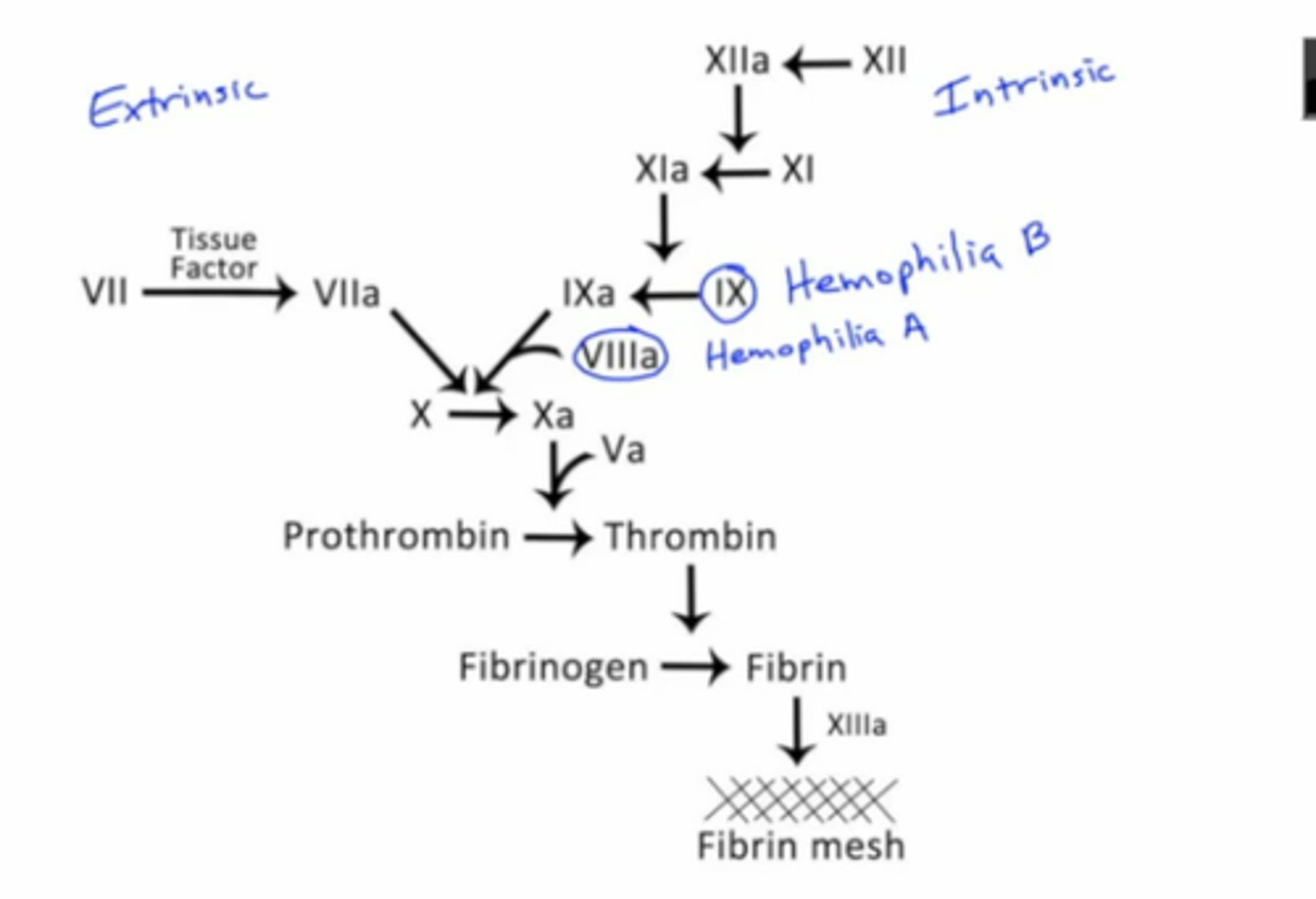 <p>Factor VIII (8) deficiency --> clotting cascade is interrupted</p><p>The letter "A" rhymes with "eight"</p>